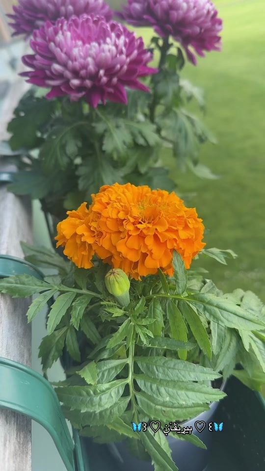 TikTok video thumbnail by berivan.kurder