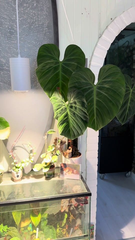 TikTok video thumbnail by plantwithroos