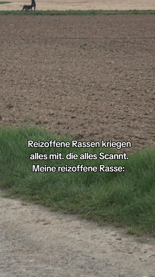 TikTok video thumbnail by littledogsecrets