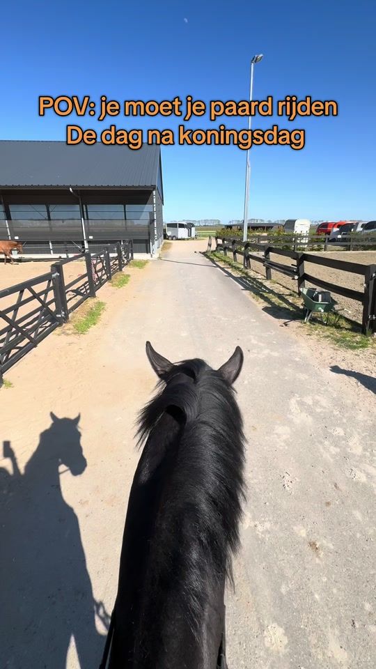 TikTok video thumbnail by equine.demi