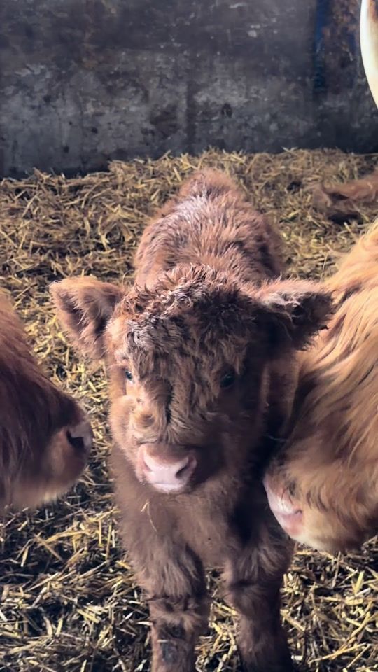 TikTok video thumbnail by alb.highlands