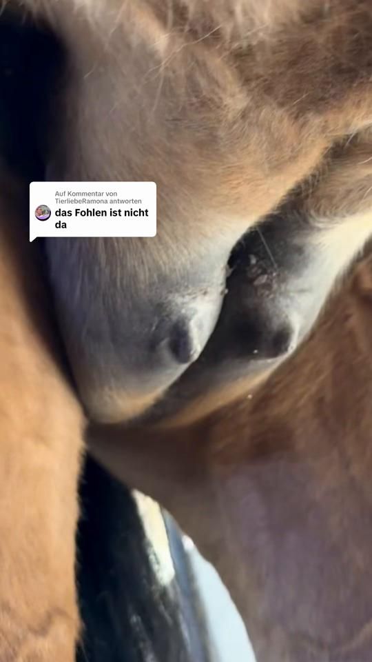 TikTok video thumbnail by steffis.realpetlife