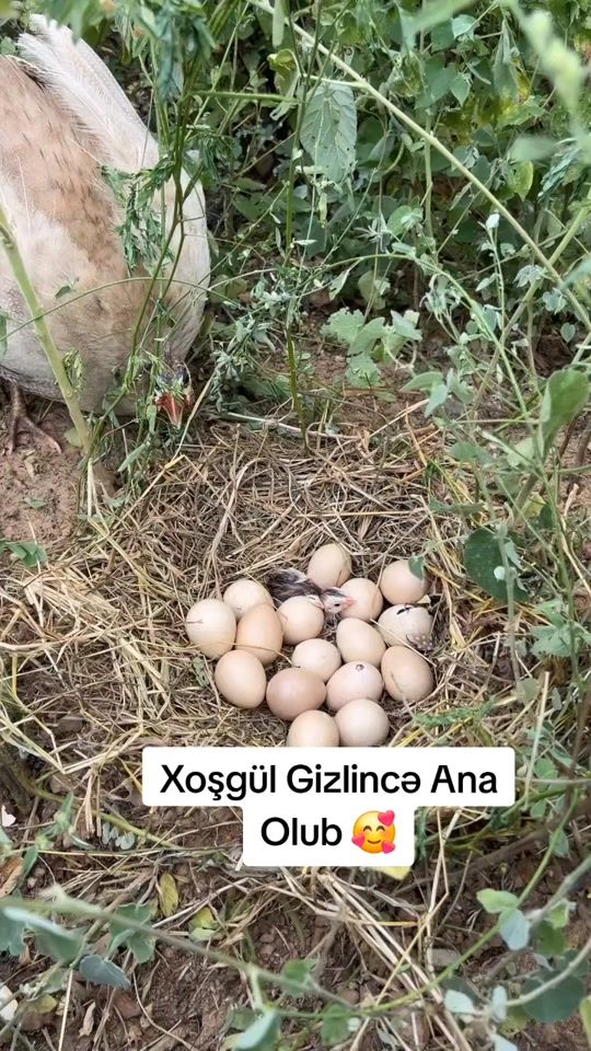 TikTok video thumbnail by dekorativ.hayvanlar