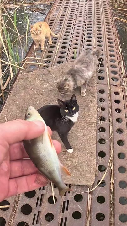 TikTok video thumbnail by graden_boy