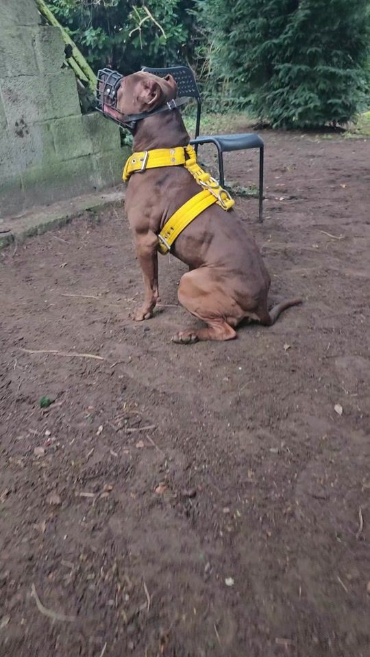 TikTok video thumbnail by sport_for_my_pitbull