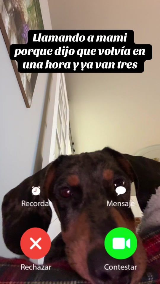 TikTok video thumbnail by dantelteckel