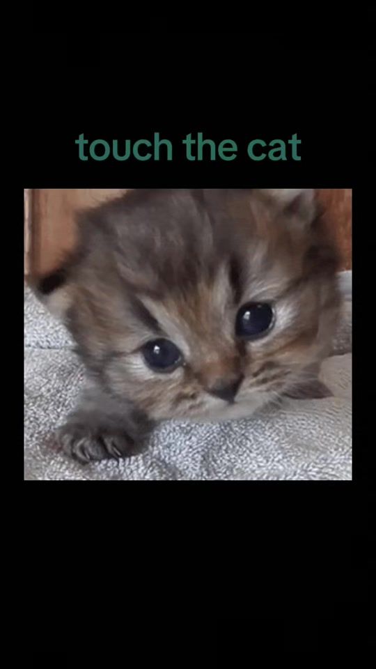 TikTok video thumbnail by dont.check.my.rep65
