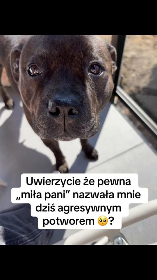TikTok video thumbnail by staffiksalsa