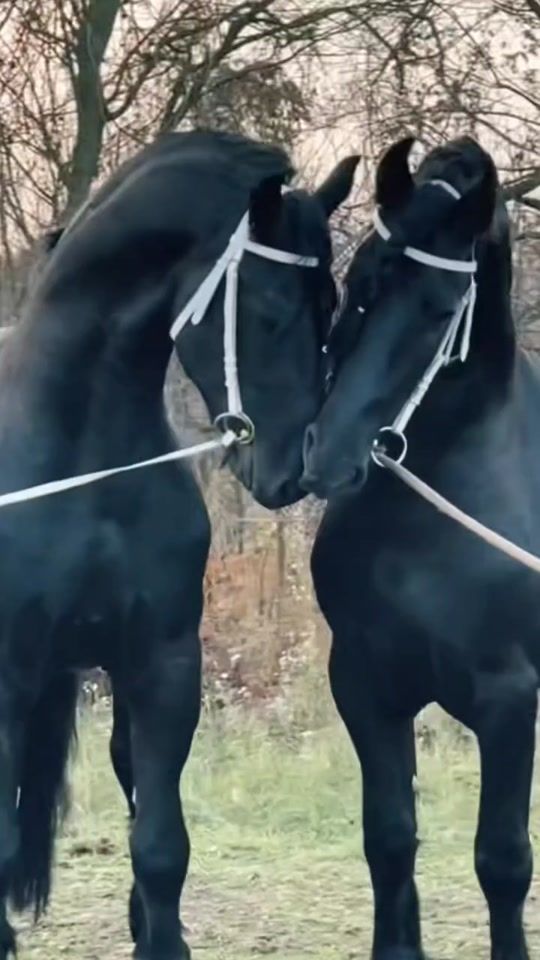 TikTok video thumbnail by mingo_332