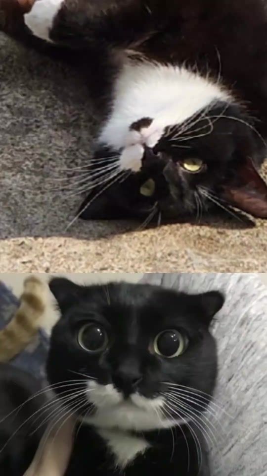 TikTok video thumbnail by progamerkingfaz