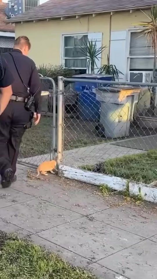 TikTok video thumbnail by k9andsports