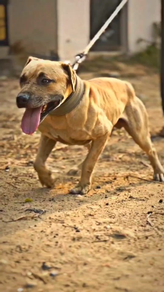 TikTok video thumbnail by awan.shab666