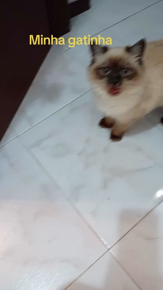 TikTok video thumbnail by fernanda.mendes329