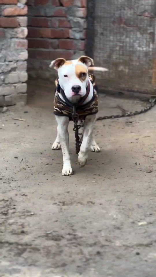 TikTok video thumbnail by awan.shab666