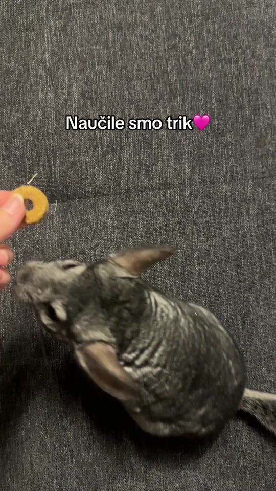 TikTok video thumbnail by beganovicsara