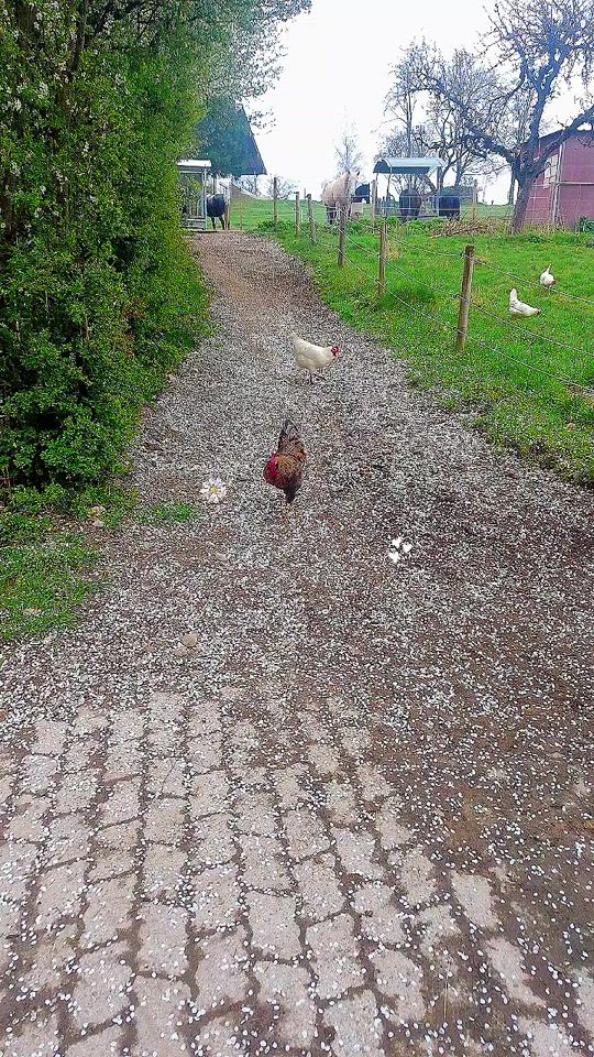 TikTok video thumbnail by dieherzpfoten