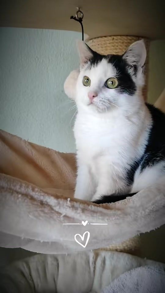 TikTok video thumbnail by _hejdine_