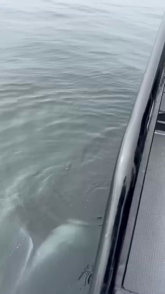 TikTok video thumbnail by xdeep_blue1