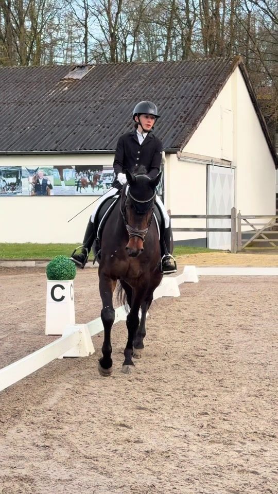 TikTok video thumbnail by gisella.equestrian