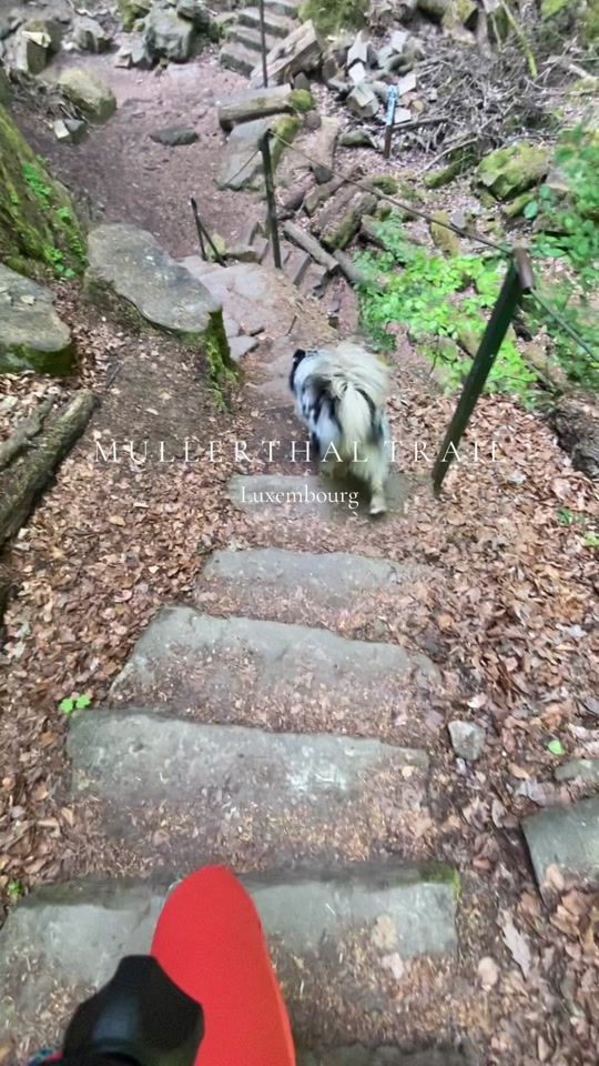 TikTok video thumbnail by pawsome.nala