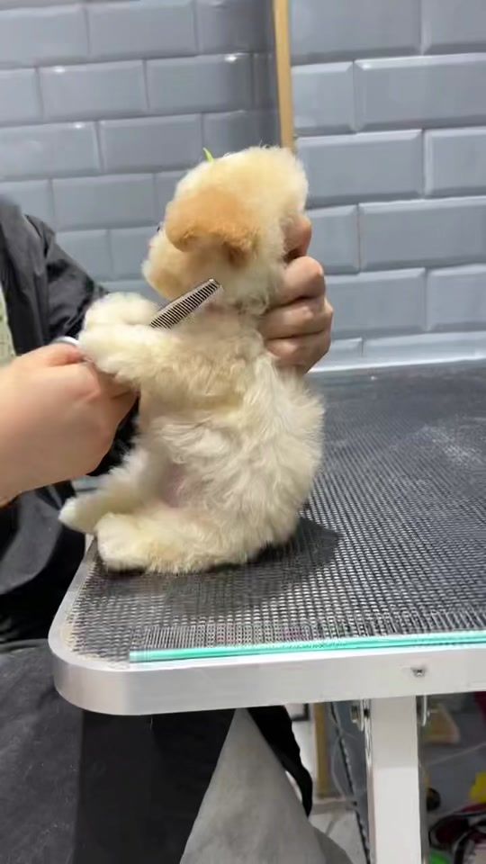 TikTok video thumbnail by puppysharestudio