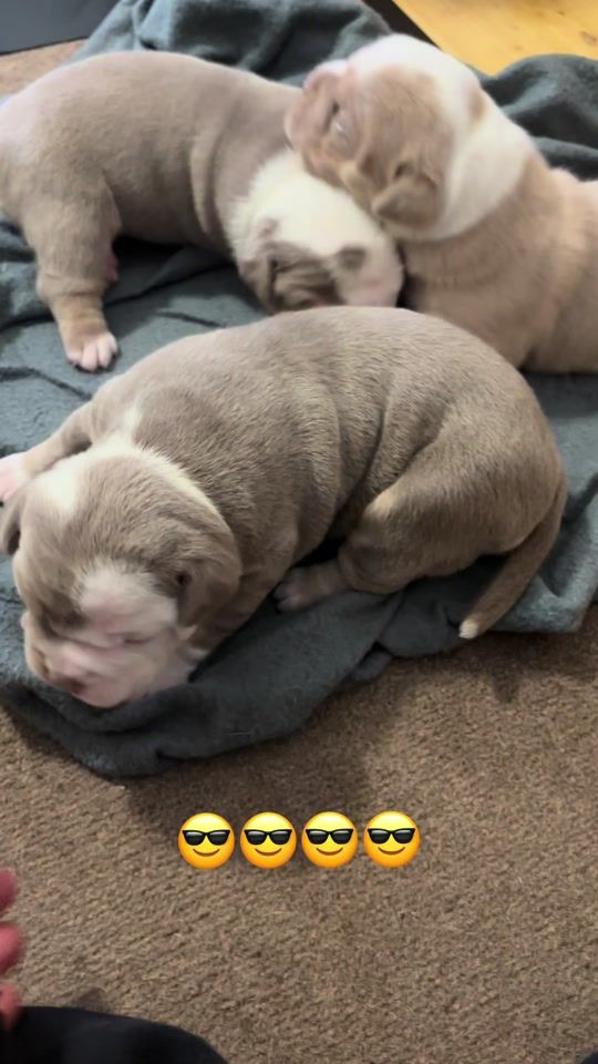 TikTok video thumbnail by teambulldoggen