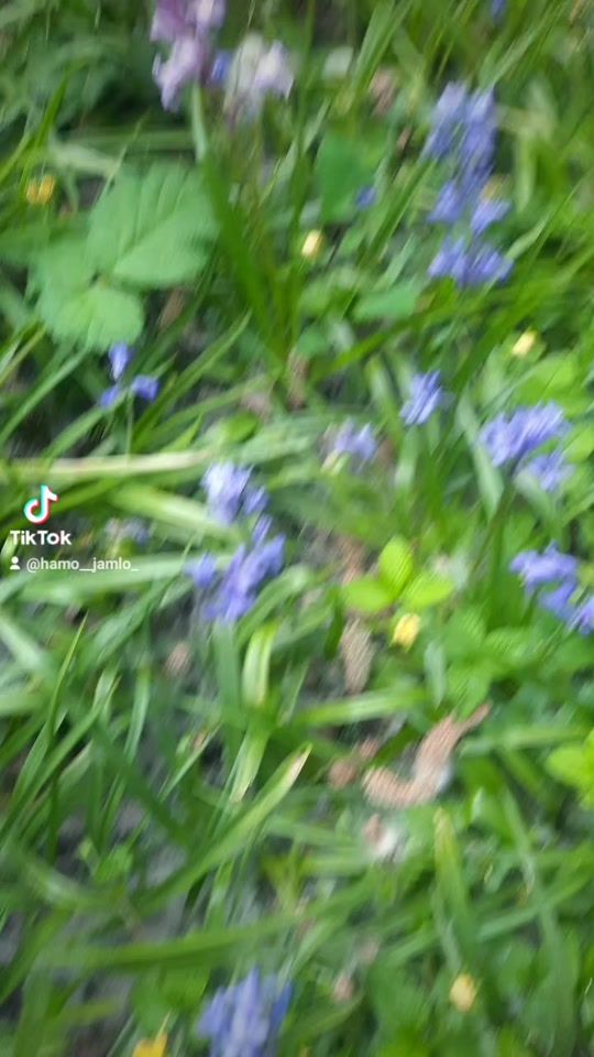 TikTok video thumbnail by hamo__jamlo_