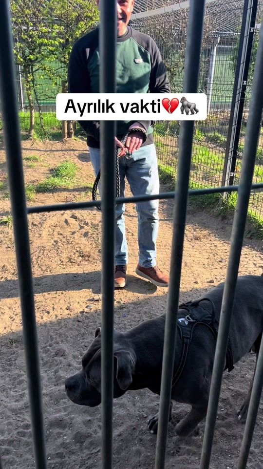 TikTok video thumbnail by tyson_memoly79