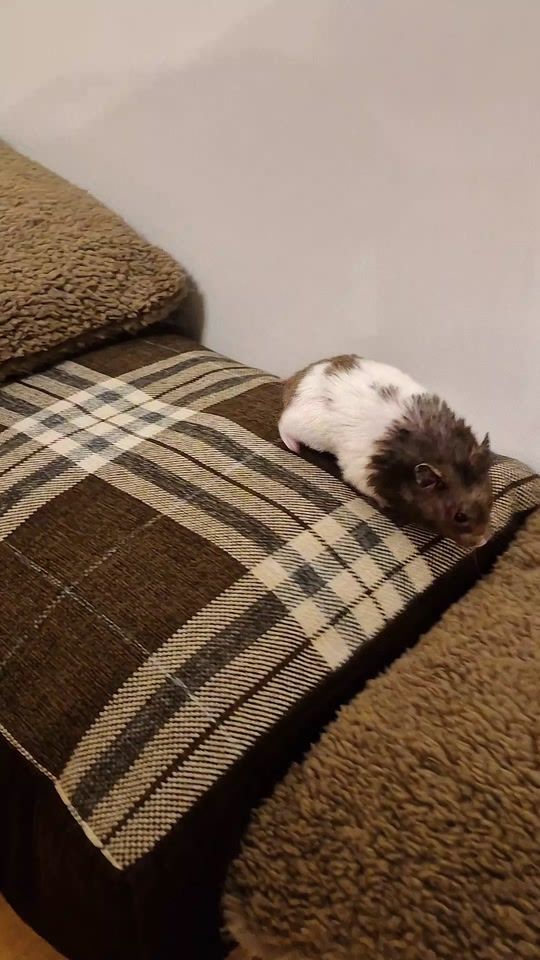 TikTok video thumbnail by hamster4258