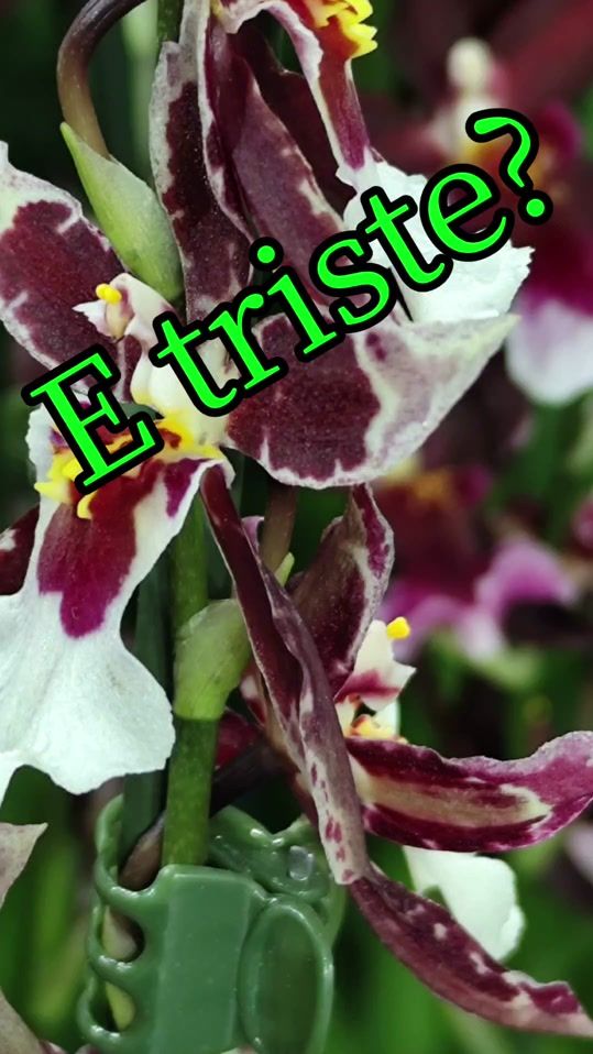 TikTok video thumbnail by rosngela.herbert