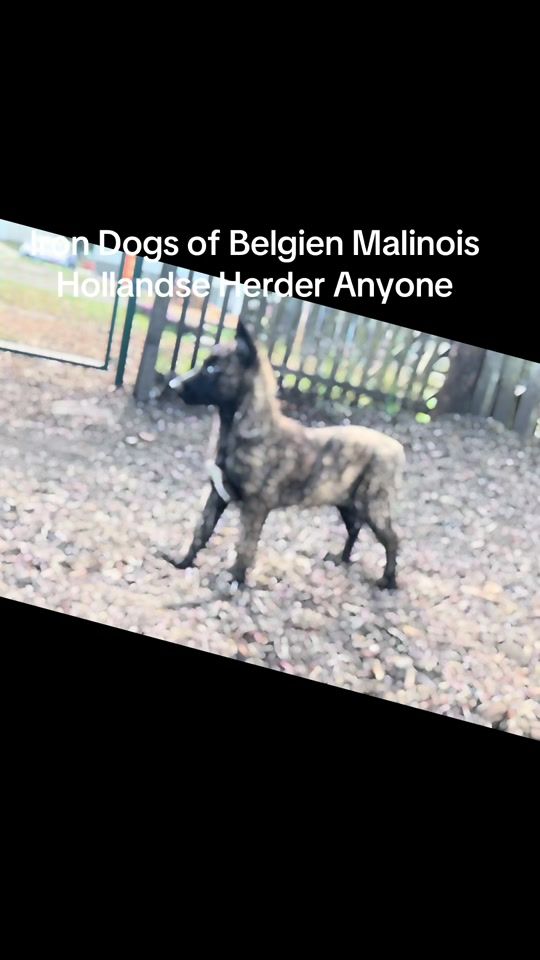 TikTok video thumbnail by nicolezeisel86