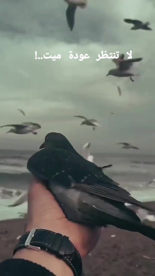TikTok video thumbnail by tangawibxl82