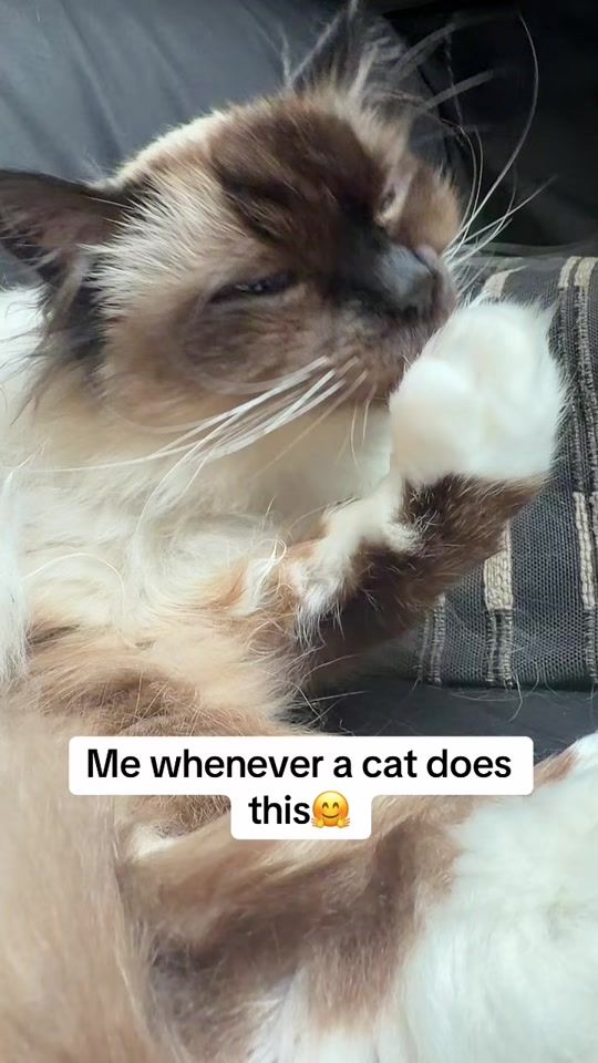 TikTok video thumbnail by glenn_slabbinck