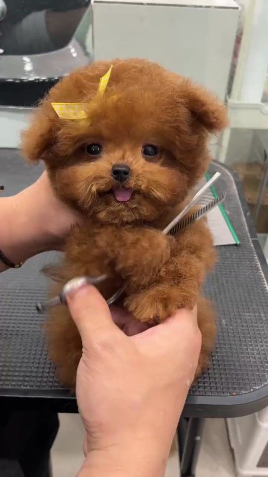 TikTok video thumbnail by puppysharestudio