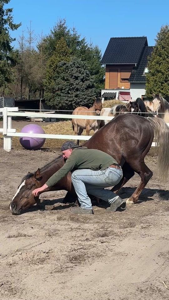 TikTok video thumbnail by pmhorsemanship