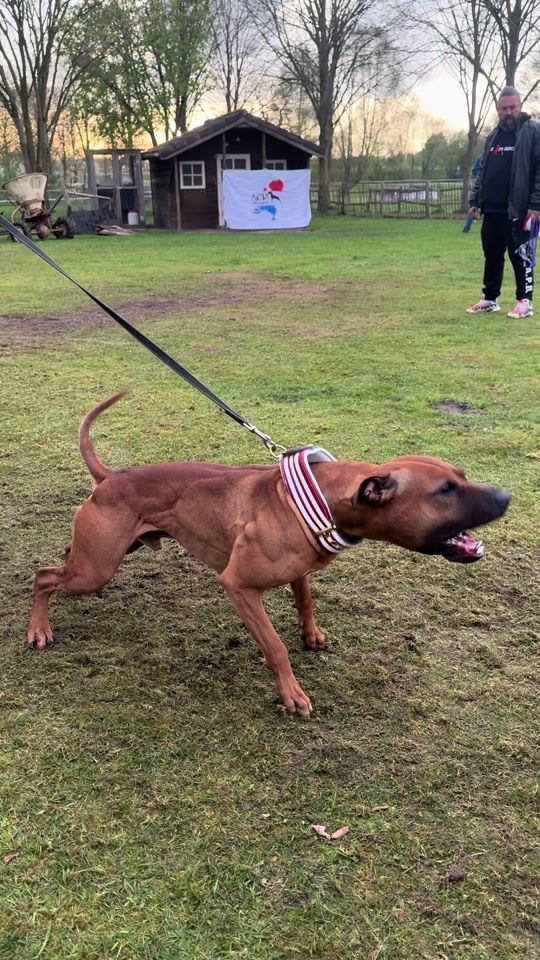 TikTok video thumbnail by forest_hill_kennel