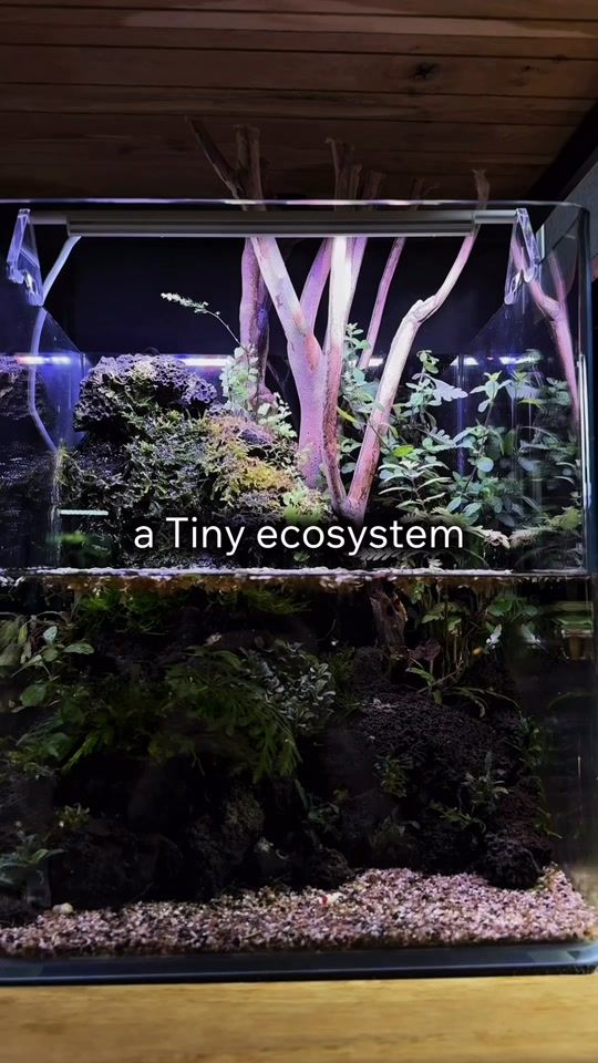 TikTok video thumbnail by lois.aquadesign