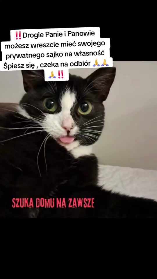 TikTok video thumbnail by inkashoty