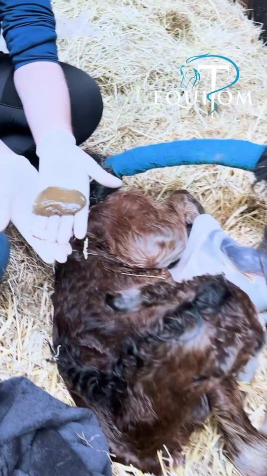 TikTok video thumbnail by kadiequitom