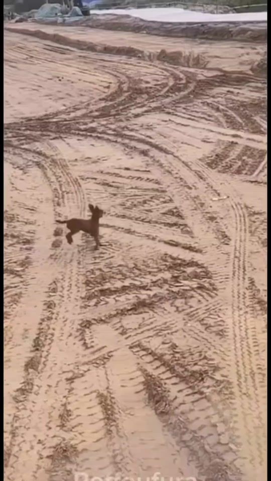 TikTok video thumbnail by josephcauley2