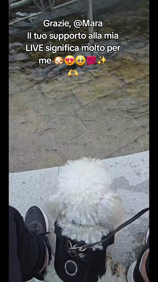 TikTok video thumbnail by ringodance_official