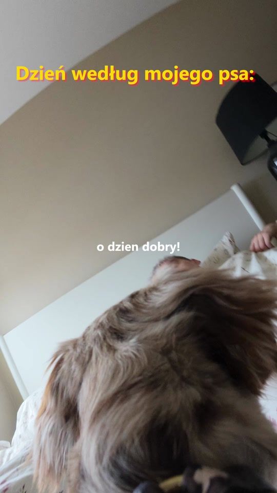 TikTok video thumbnail by glencgo