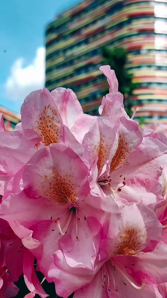 TikTok video thumbnail by natur.02