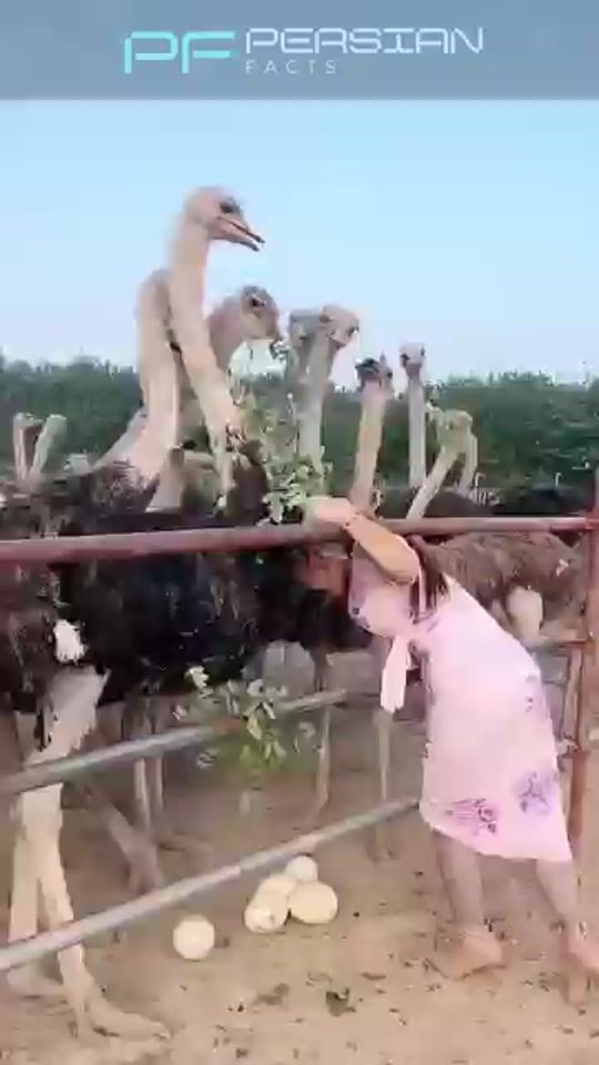 TikTok video thumbnail by qudus89