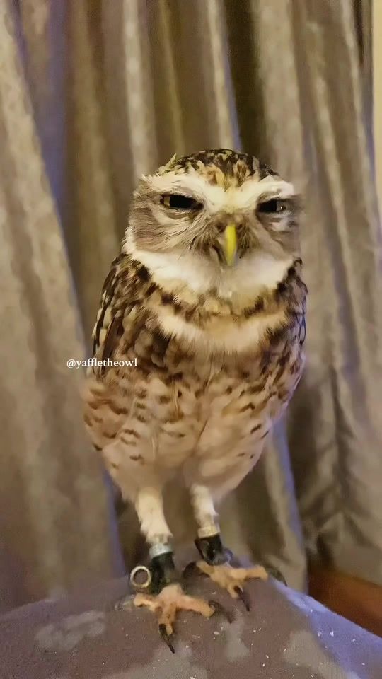 TikTok video thumbnail by yaffletheowl