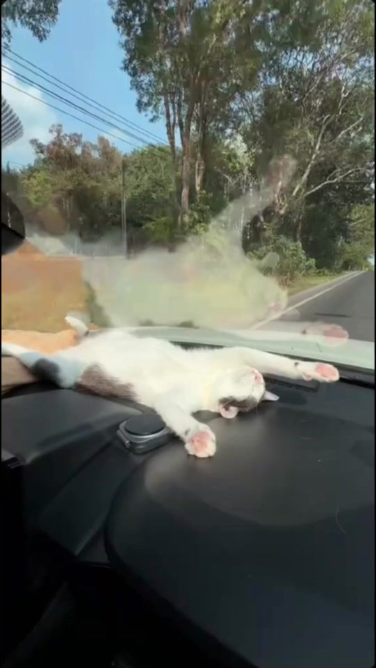 TikTok video thumbnail by nsfn6324tth