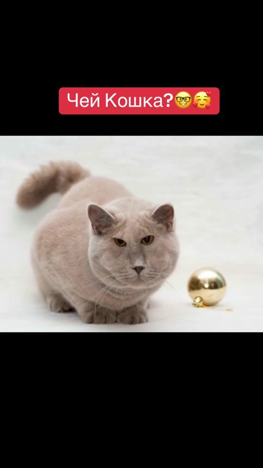 TikTok video thumbnail by seryikoshka
