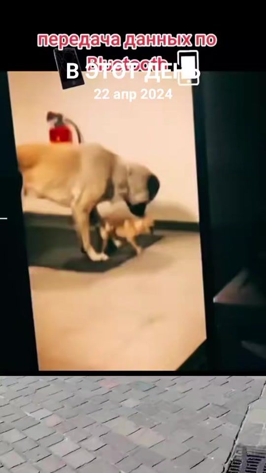 TikTok video thumbnail by dakiffa777