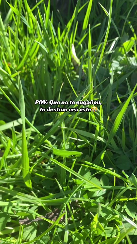 TikTok video thumbnail by adrymldnd