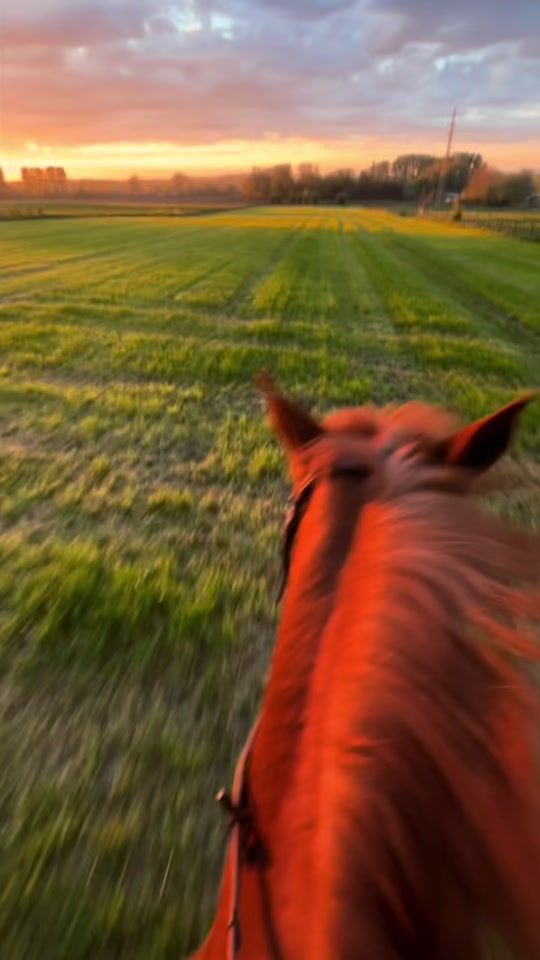 TikTok video thumbnail by equi_meysa